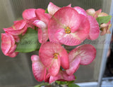 Euhorbia Milii Crown Of Thorns Corona de Cristo Thai Hybrid "Crazy Pink"