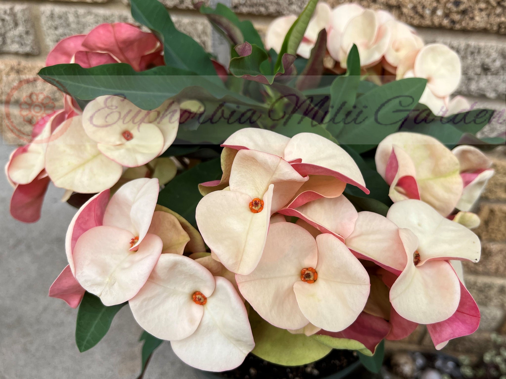 Euphorbia Milii OBEI OBEI Crown Of Thorns Corona de Cristo Giant