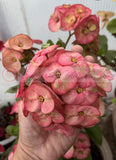 Euhorbia Milii Crown Of Thorns Corona de Cristo Thai Hybrid "Crazy Pink"