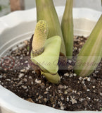 ZZ Plant VARIEGATED Zamioculcas Zamiifolia  Air Purifier Houseplant