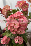 Euhorbia Milii Crown Of Thorns Corona de Cristo Thai Hybrid "Crazy Pink"