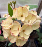 Euphorbia Milii 'Butter Berry" Crown of Thorns Corona De Cristo Succulent