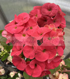 Euphorbia Milii WONDERFUL Crown Of Thorns Corona de Cristo