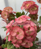 Euhorbia Milii Crown Of Thorns Corona de Cristo Thai Hybrid "Crazy Pink"