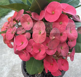 Euphorbia Milii WONDERFUL Crown Of Thorns Corona de Cristo