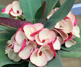 Euphorbia Milii JAN JAO Crown of Thorns  Corona de Cristo Thai Hybrid