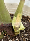 ZZ Plant VARIEGATED Zamioculcas Zamiifolia  Air Purifier Houseplant