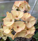 Euphorbia Milii 'Butter Berry" Crown of Thorns Corona De Cristo Succulent