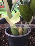 ZZ Plant VARIEGATED Zamioculcas Zamiifolia  Air Purifier Houseplant