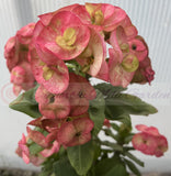 Euhorbia Milii Crown Of Thorns Corona de Cristo Thai Hybrid "Crazy Pink"