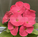 Euphorbia Milii WONDERFUL Crown Of Thorns Corona de Cristo
