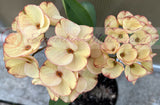 Euphorbia Milii 'Butter Berry" Crown of Thorns Corona De Cristo Succulent