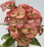 Euhorbia Milii Crown Of Thorns Corona de Cristo Thai Hybrid "Crazy Pink"