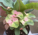 Euhorbia Milii Crown Of Thorns Corona de Cristo Thai Hybrid "Crazy Pink"