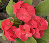 Euphorbia Milii WONDERFUL Crown Of Thorns Corona de Cristo