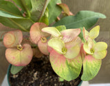 Euhorbia Milii Crown Of Thorns Corona de Cristo Thai Hybrid "Crazy Pink"