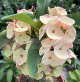Euhorbia Milii Crown Of Thorns "Spanish Cream" COLLECTOR'S COLLECTION