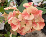 Euhorbia Milii CALIFORNIA SUNRISE Crown Of Thorns Corona de Cristo