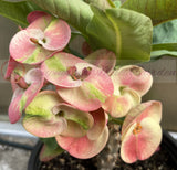 Euphorbia Milii Crown of Thorns Collection "Tropical Tango"