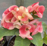 Euphorbia Milii Crown of Thorns Collection "Tropical Tango"