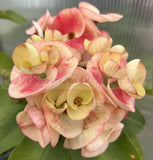 Euphorbia Milii Crown of Thorns Collection "Tropical Tango"