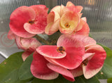 Euphorbia Milii Crown of Thorns Collection "Tropical Tango"