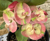 Euphorbia Milii Crown of Thorns Collection "Tropical Tango"