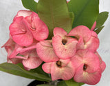 Euphorbia Milii LUCKY RUBY Crown of Thorns Corona de Cristo Thai Hybrid