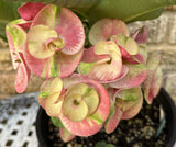 Euphorbia Milii Crown of Thorns Collection "Tropical Tango"