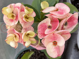 Euphorbia Milii Crown of Thorns Collection "Tropical Tango"