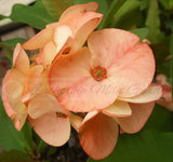 Euphorbia Milii PomPom Orange Crown of Thorns – Starter Cutting