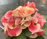 Euphorbia Milii Crown of Thorns Collection "Tropical Tango"