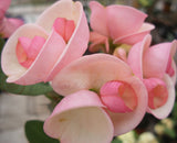Crown of Thorns 'Angelique' Euphorbia Milii Corona de Cristo Cactus Plant