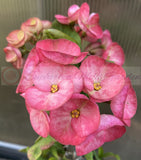 Euhorbia Milii Crown Of Thorns Corona de Cristo Thai Hybrid "Crazy Pink"
