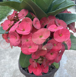 Euphorbia Milii WONDERFUL Crown Of Thorns Corona de Cristo