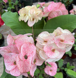 Euphorbia Milii SIAM DIAMOND Crown of Thorns Corona de Cristo Poysean Succulent