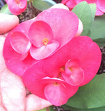 Euphorbia Milii Lucky Pinky Crown of Thorns – Starter Cutting