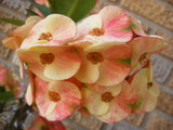 Euphorbia Milii NAMCHOK (Dream Land) Crown of Thorns Corona de Cristo Cactus/Succulent