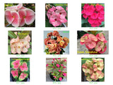 Euphorbia Milii Crown of Thorns 3 Colors per Pack Corona de Cristo