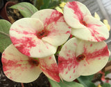 Euphorbia Milii Midori Crown of Thorns – Starter Cutting
