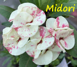 Euphorbia Milii Midori Crown of Thorns – Starter Cutting