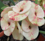 Euphorbia Milii Midori Crown of Thorns – Starter Cutting