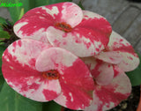 Euphorbia Milii Midori Crown of Thorns – Starter Cutting