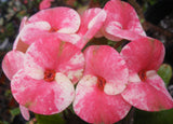 Euphorbia Milii Midori Crown of Thorns – Starter Cutting