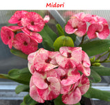 Euphorbia Milii Midori Crown of Thorns – Starter Cutting