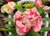 Euphorbia Milii Midori Crown of Thorns – Starter Cutting