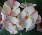 Euphorbia Milii ENDLESS LOVE Crown of Thorns Corona de Cristo Thai Hybrid