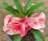 A potted huge, pink and white variegated Euphorbia plant with green leaves, shown in a black plastic nursery pot on a dirt ground.