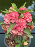 Euphorbia Milii Crown of Thorns "Mon Rak" Thai hybrid Coronas de Cristo