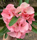Euphorbia Milii Crown of Thorns "Mon Rak" Thai hybrid Coronas de Cristo